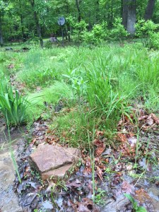 Swamp milkweed came back from last year-- much healthier looking. Maybe it will bloom. The cattails also made it-- hope they end up busting out this year.