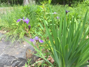Blue flag iris planted in the bog last summer. All three are blooming. Love it!